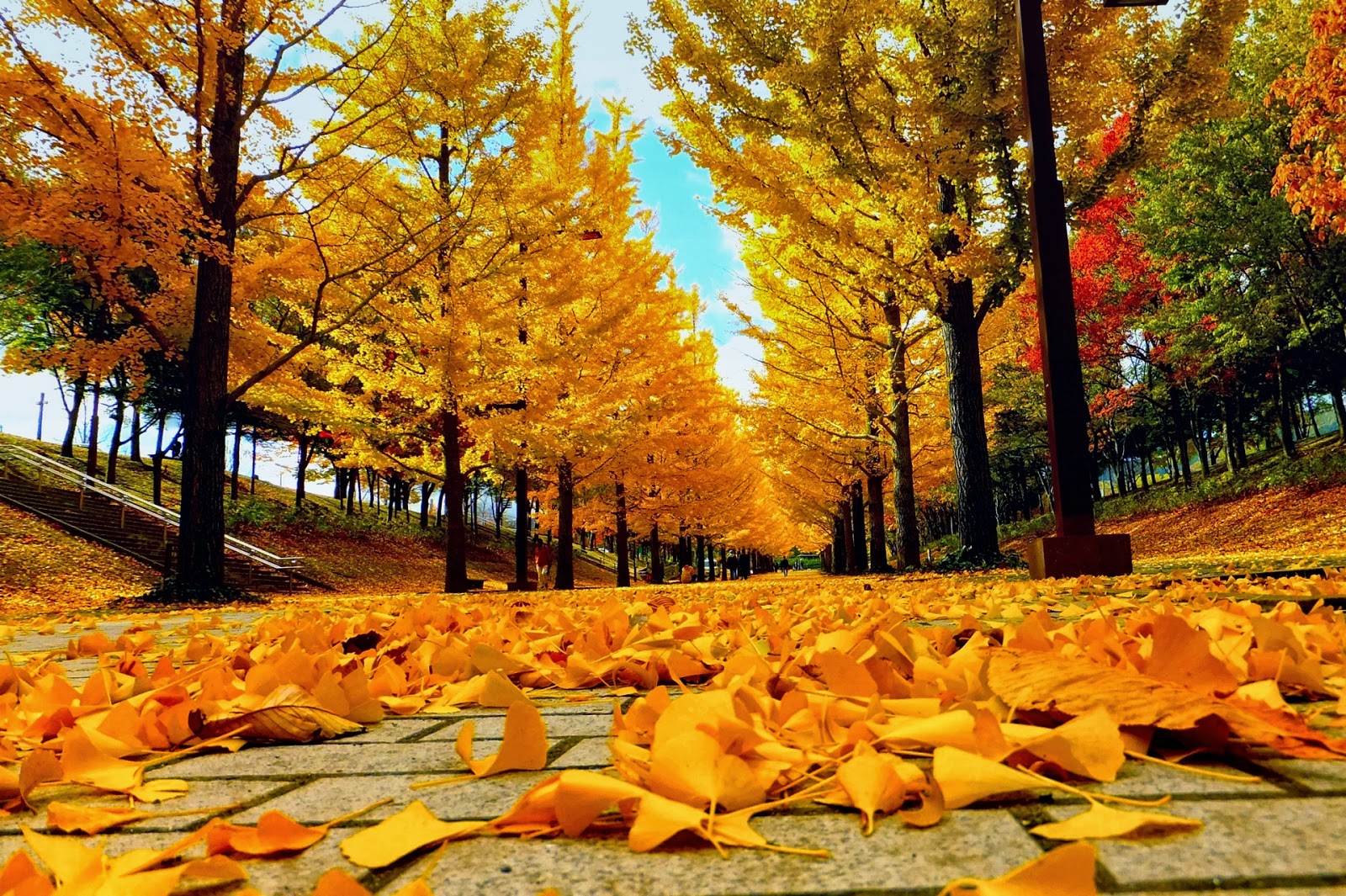 Hàn Quốc mùa thu